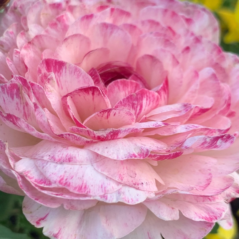 Meet your Posher, April